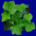 Common Ivy